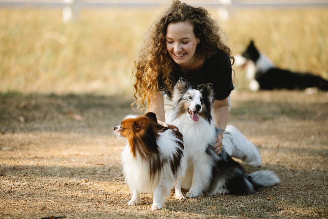 CBD oil for pets
