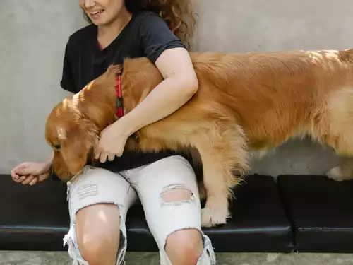 Best Foods to Take Care of Pet's Health in Summer