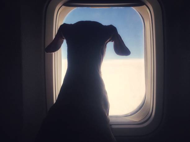 Travel With a Dog in Plane