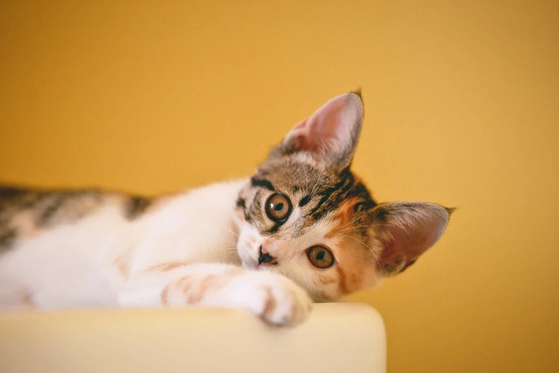 Cat Training
