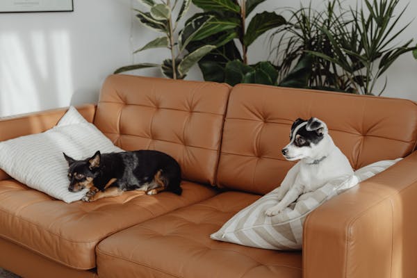 Pets Live in Luxury