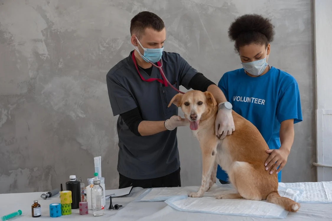 Pet DNA test