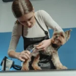 The Ultimate Guide to Choosing the Perfect Pet for Your Lifestyle