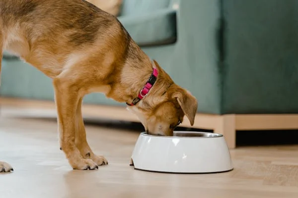 Monsoon Safety Guide for Pets: Grooming, Diet, and Hygiene Tips