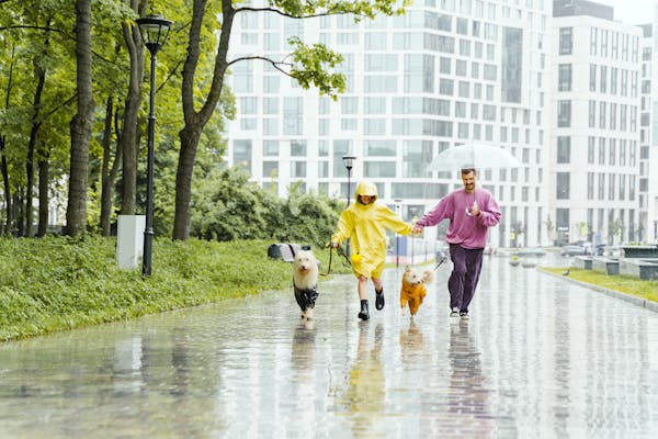 Pets Healthy and Safe During the Monsoon Season.