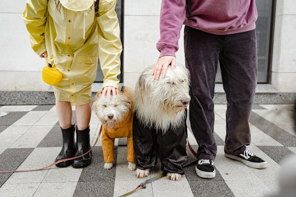 Monsoon Pet